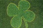 4 Leaf Clover - 18" x 30"